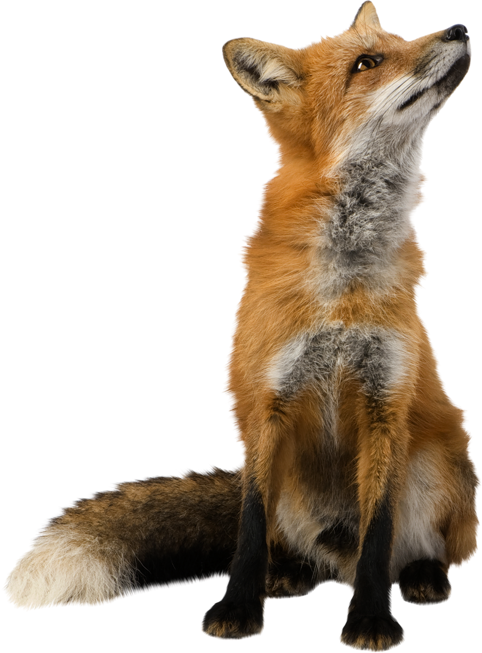 Fox PNG HD Image pngteam.com