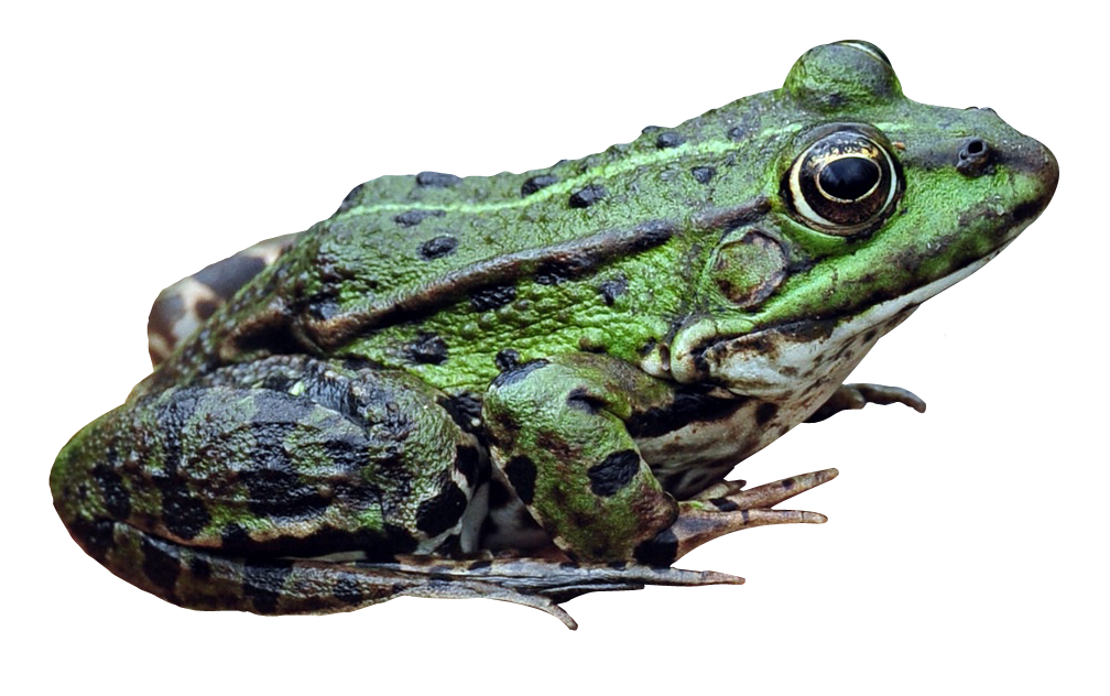 Frog PNG High Definition Photo Image pngteam.com