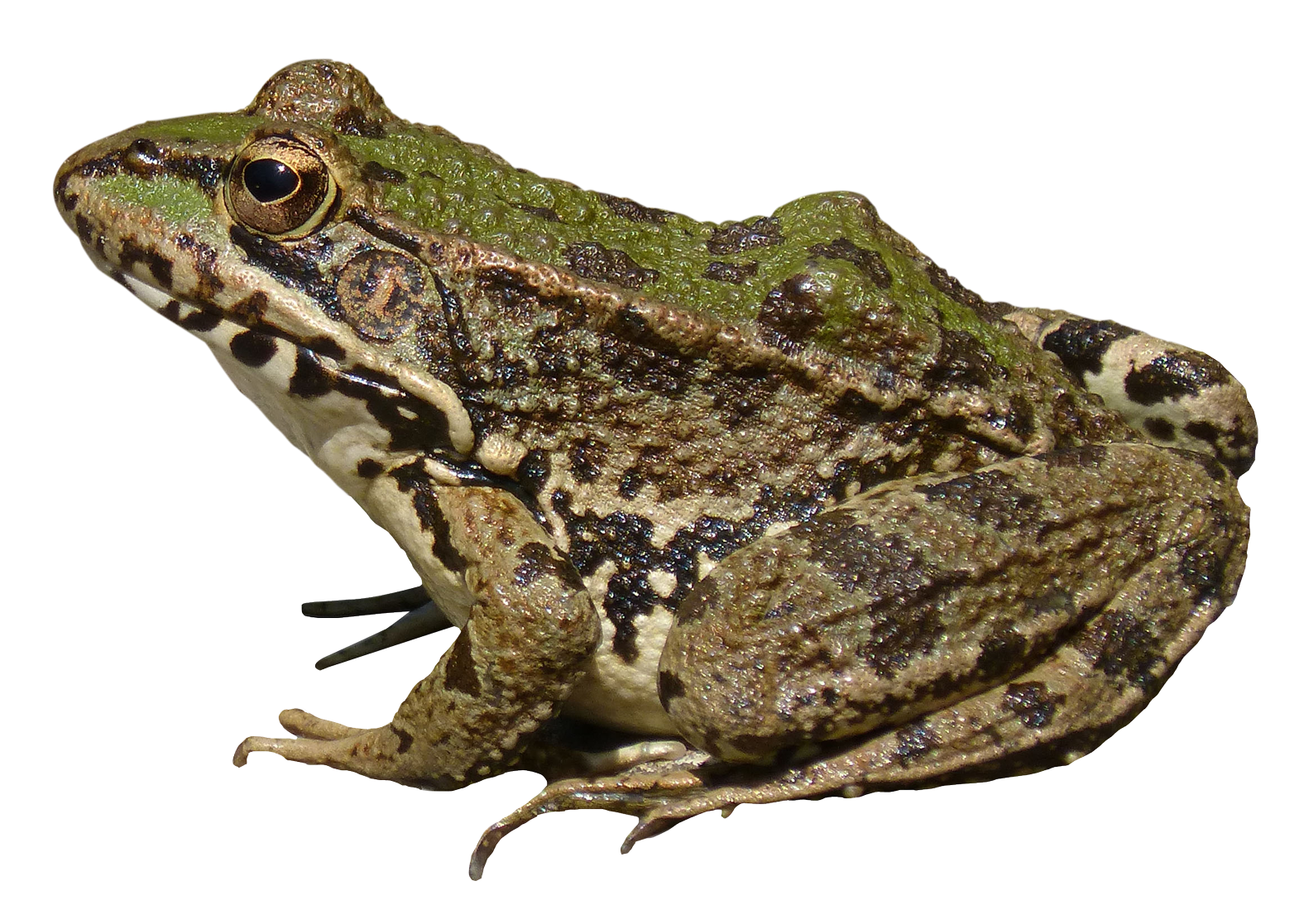 Frog PNG HD