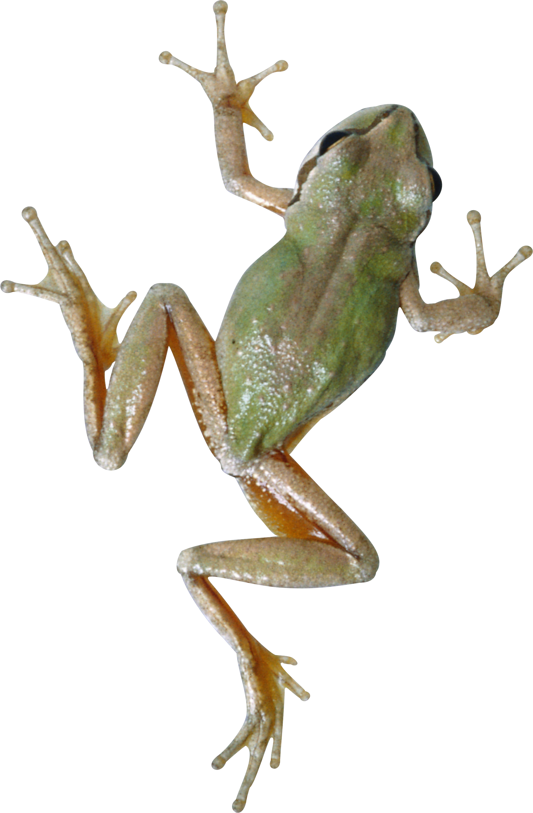 Frog PNG HD pngteam.com