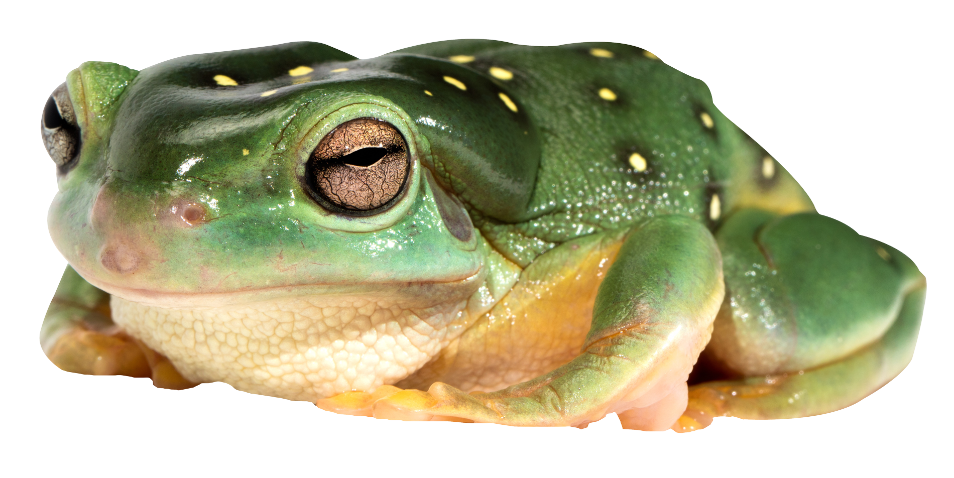 Frog PNG Images pngteam.com