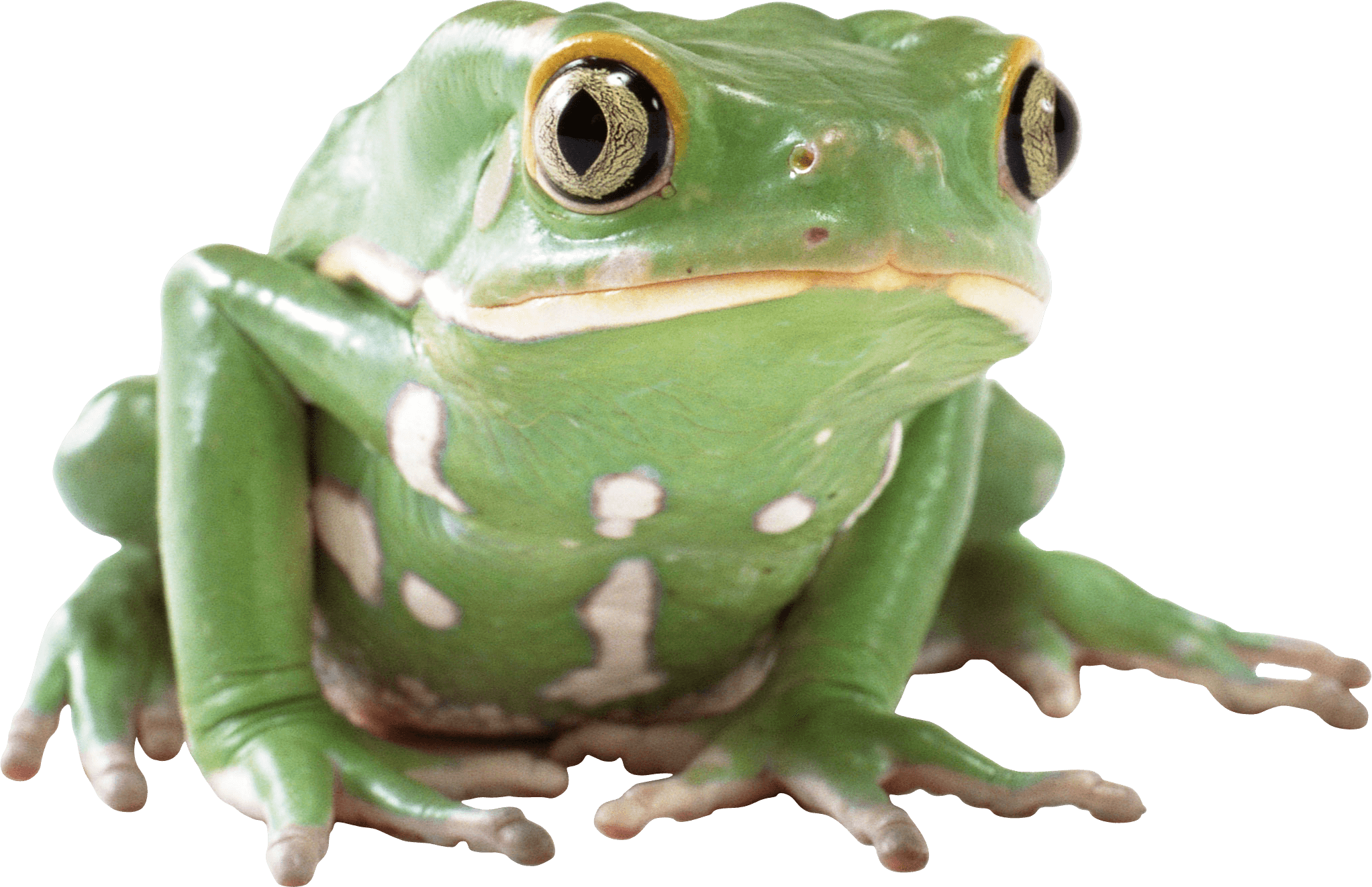 Frog PNG Images pngteam.com