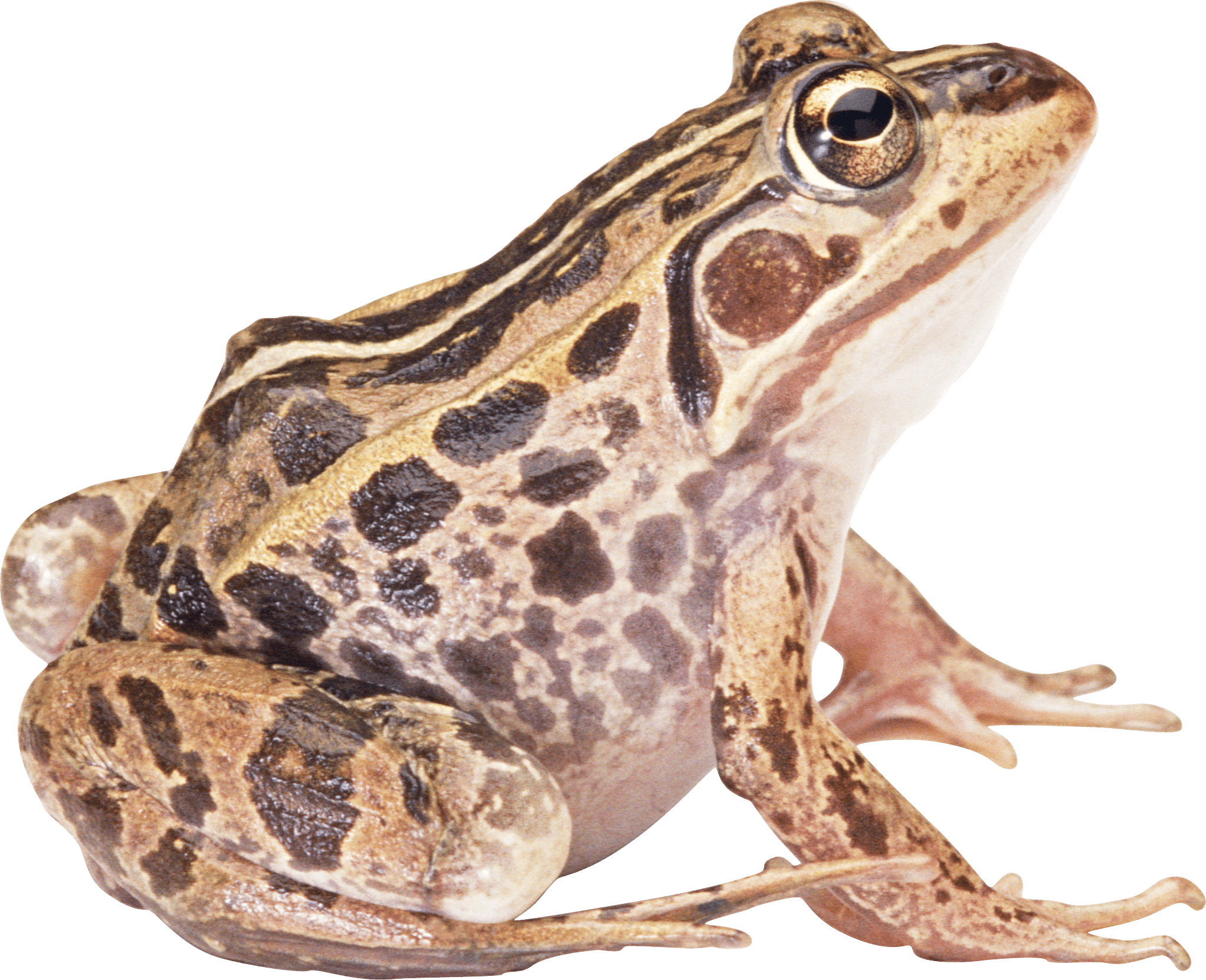 Frog PNG Best Image pngteam.com