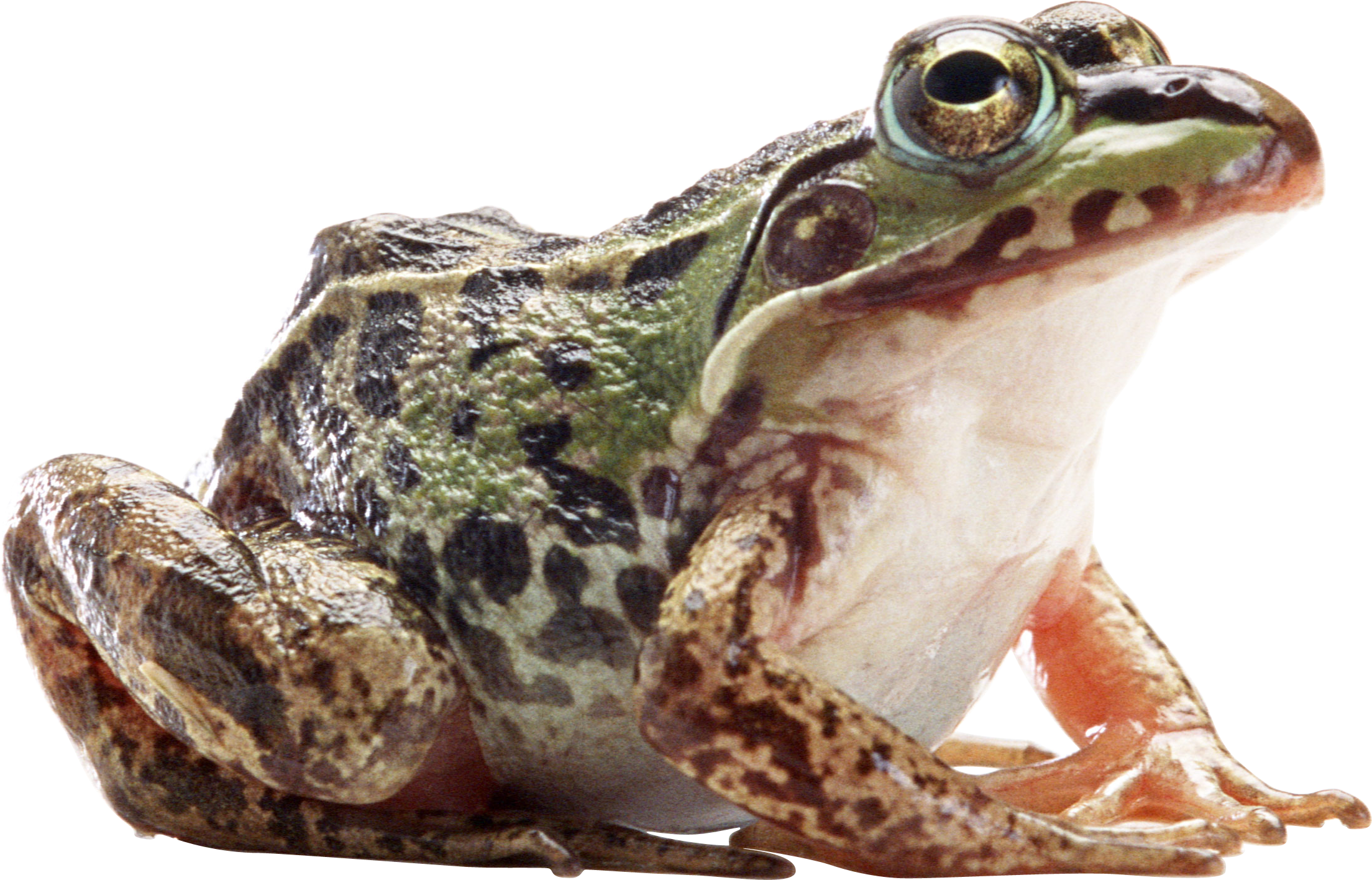 Frog PNG HD pngteam.com