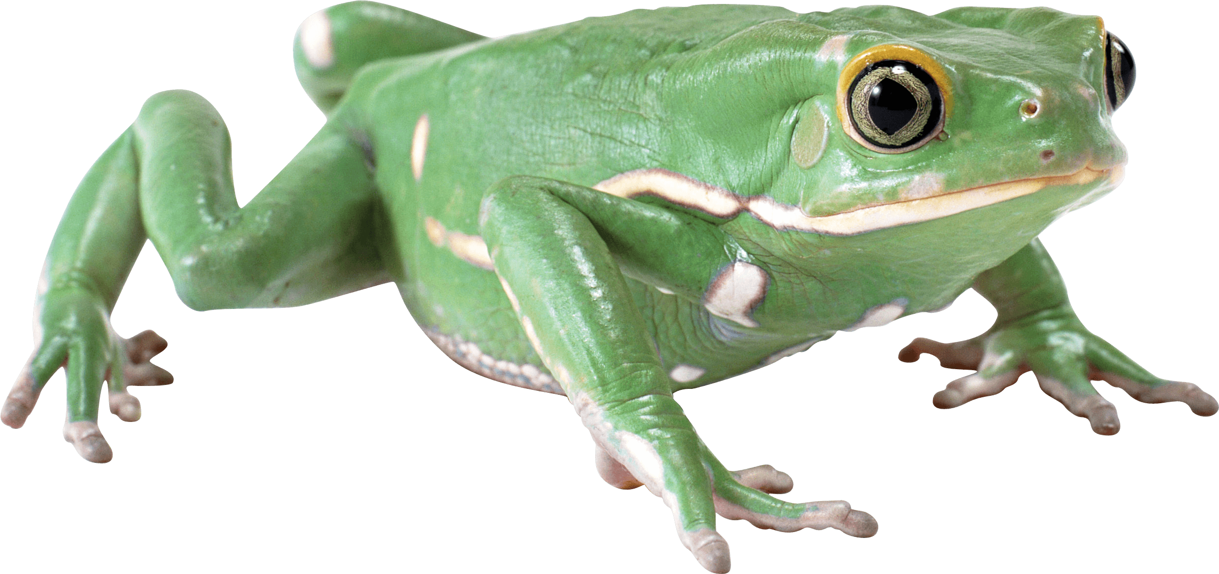 Frog PNG in Transparent