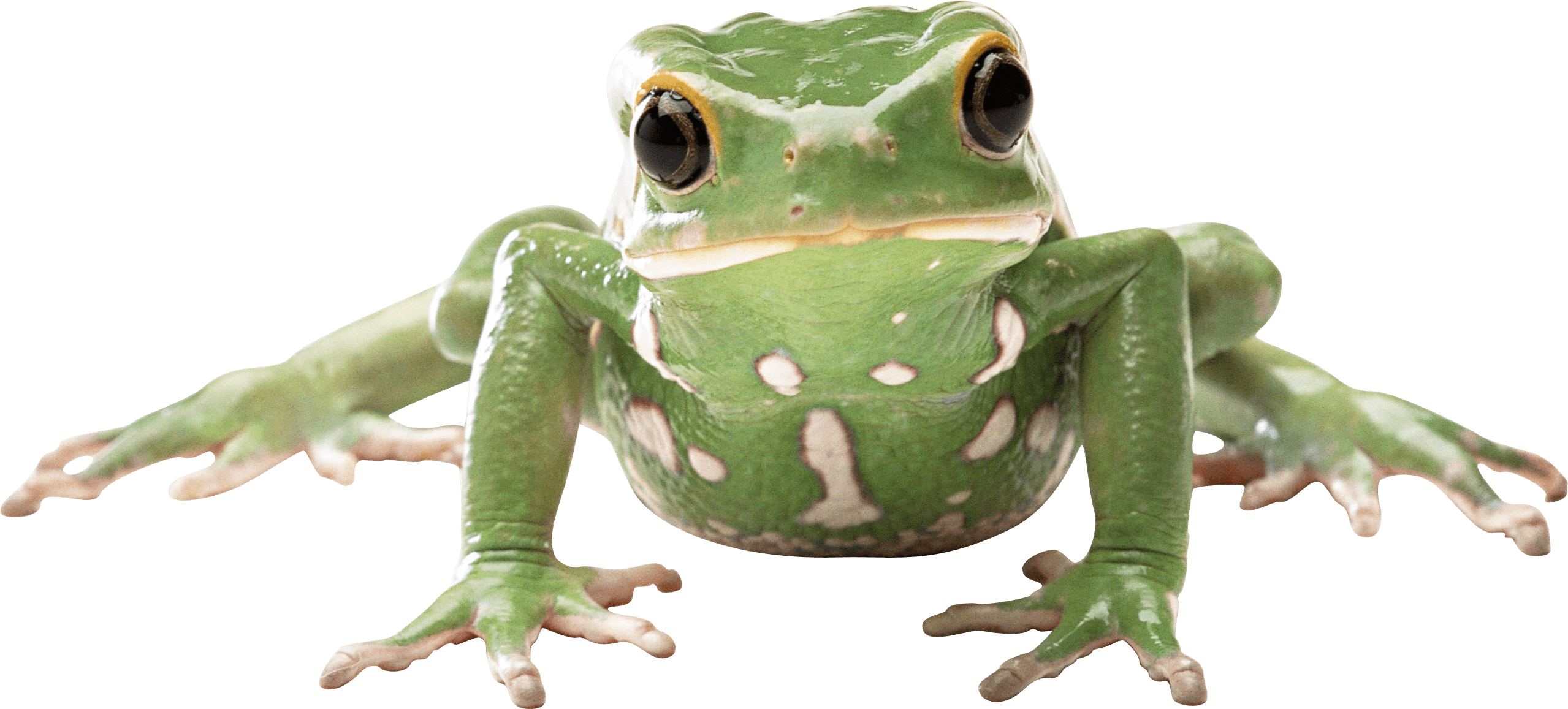 Frog PNG HD Images pngteam.com