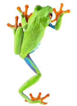 Frog PNG High Definition Photo Image pngteam.com