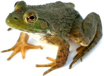 Frog PNG File