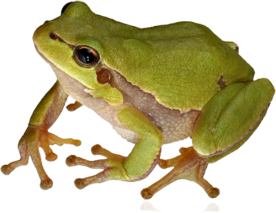 Frog PNG in Transparent pngteam.com