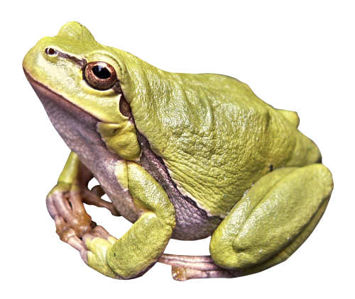 Frog PNG Image in Transparent