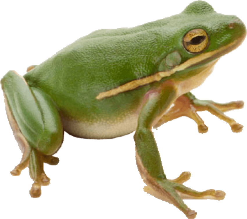 Frog PNG HQ pngteam.com