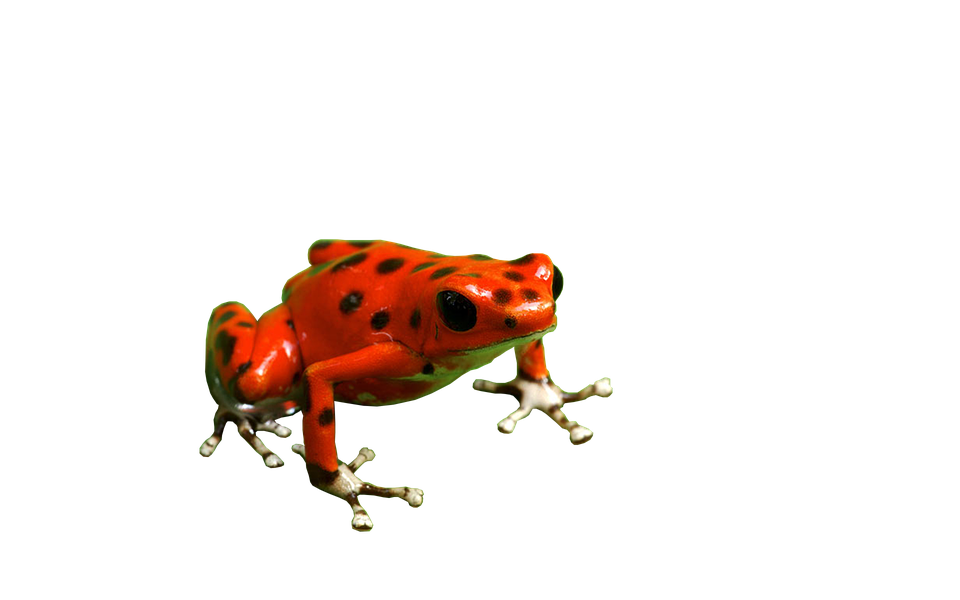 Frog PNG HD Images pngteam.com