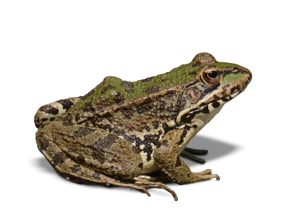 Frog PNG File pngteam.com