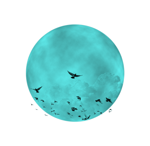 Full Moon and Birds PNG pngteam.com