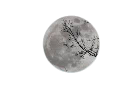 Full Moon And Tree PNG - Full Moon Png
