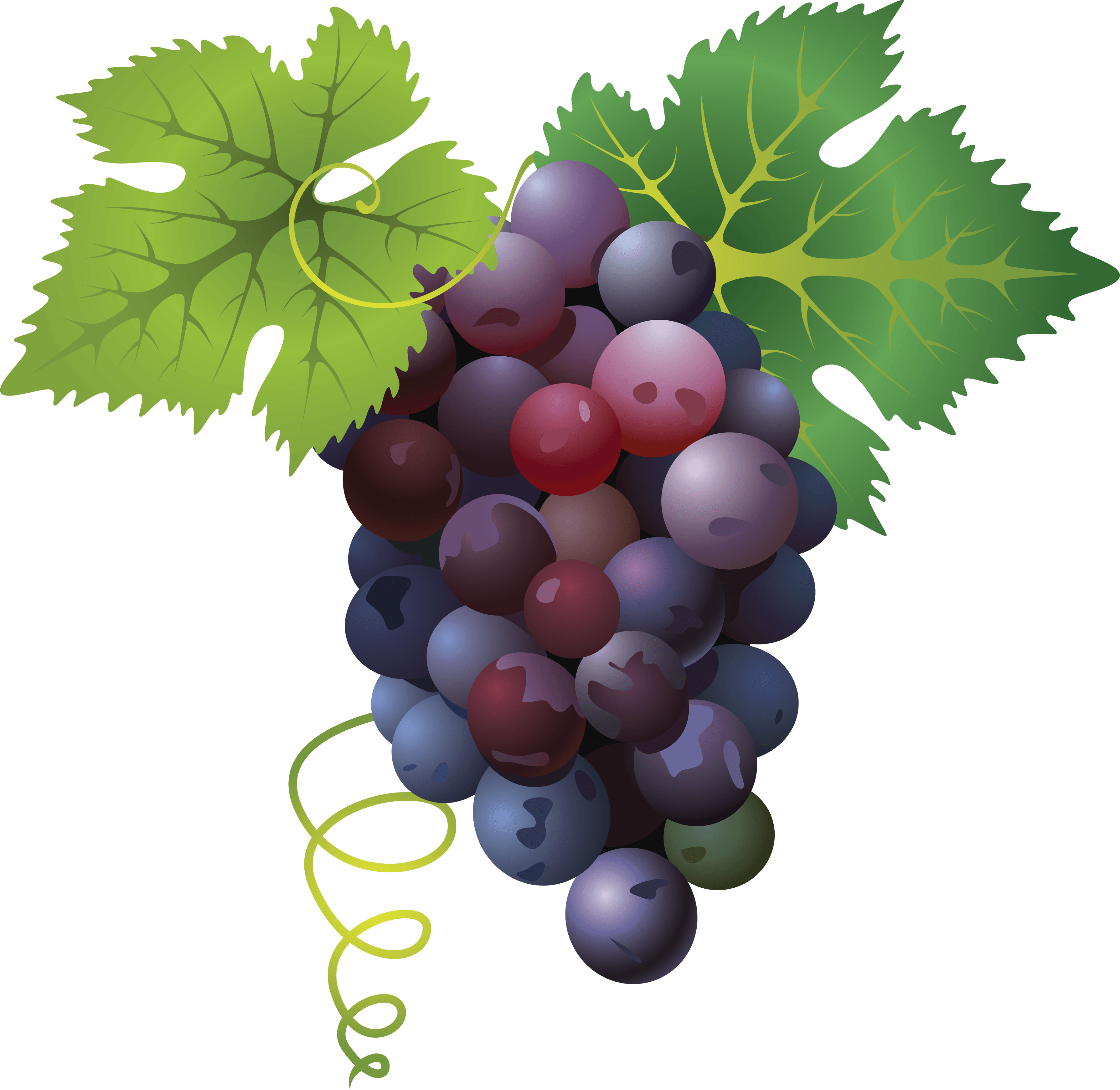 Grape PNG HD Images pngteam.com