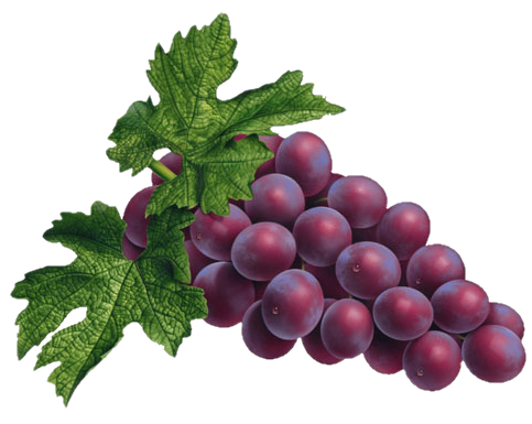 Grape PNG HQ pngteam.com