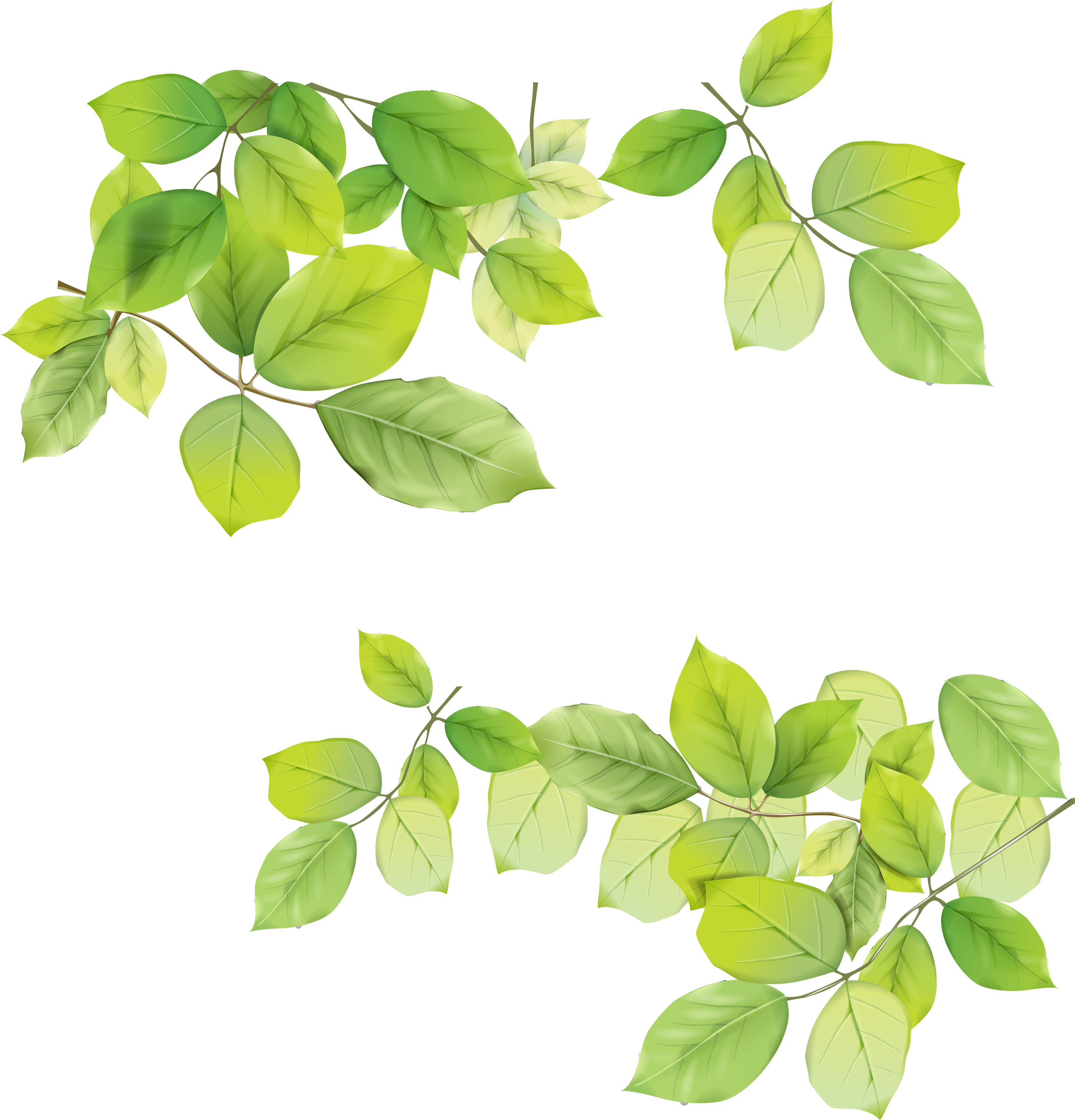 Green Leaves PNG Image in High Definition