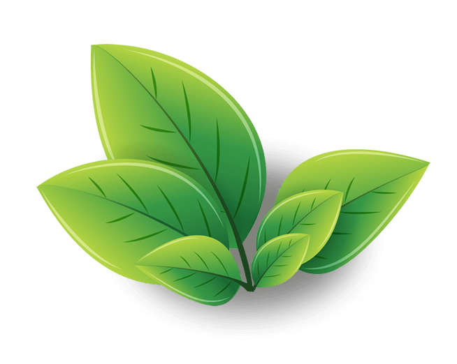 Green Tea PNG Picture - Green Tea Png