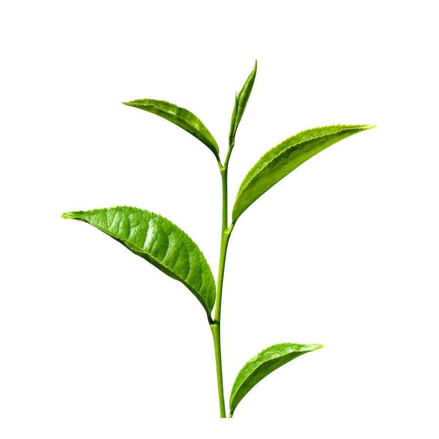 Green Tea PNG HD - Green Tea Png