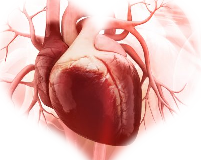Real Heart Cutout PNG Image  Transparent - Heart Png