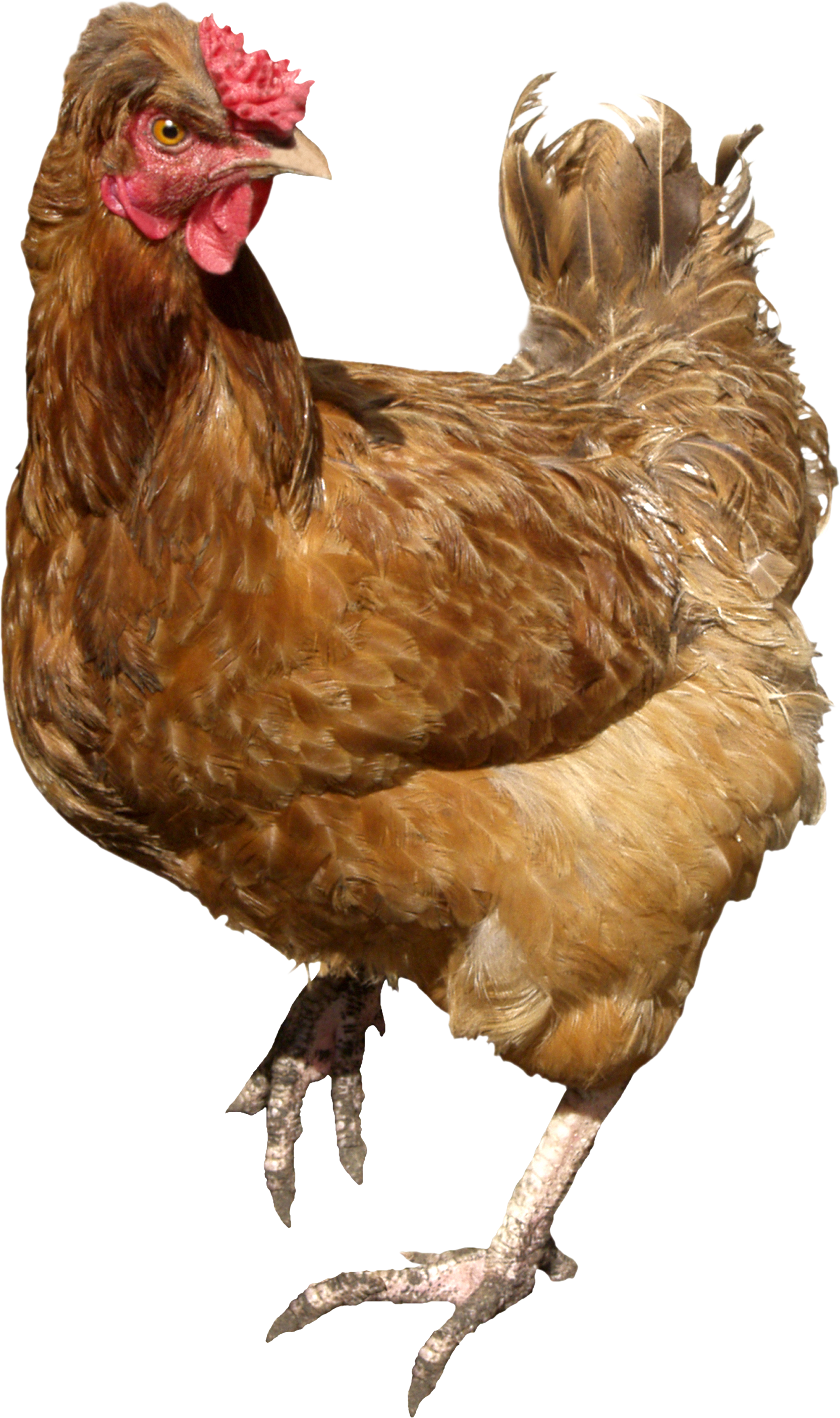 Hen PNG HD pngteam.com