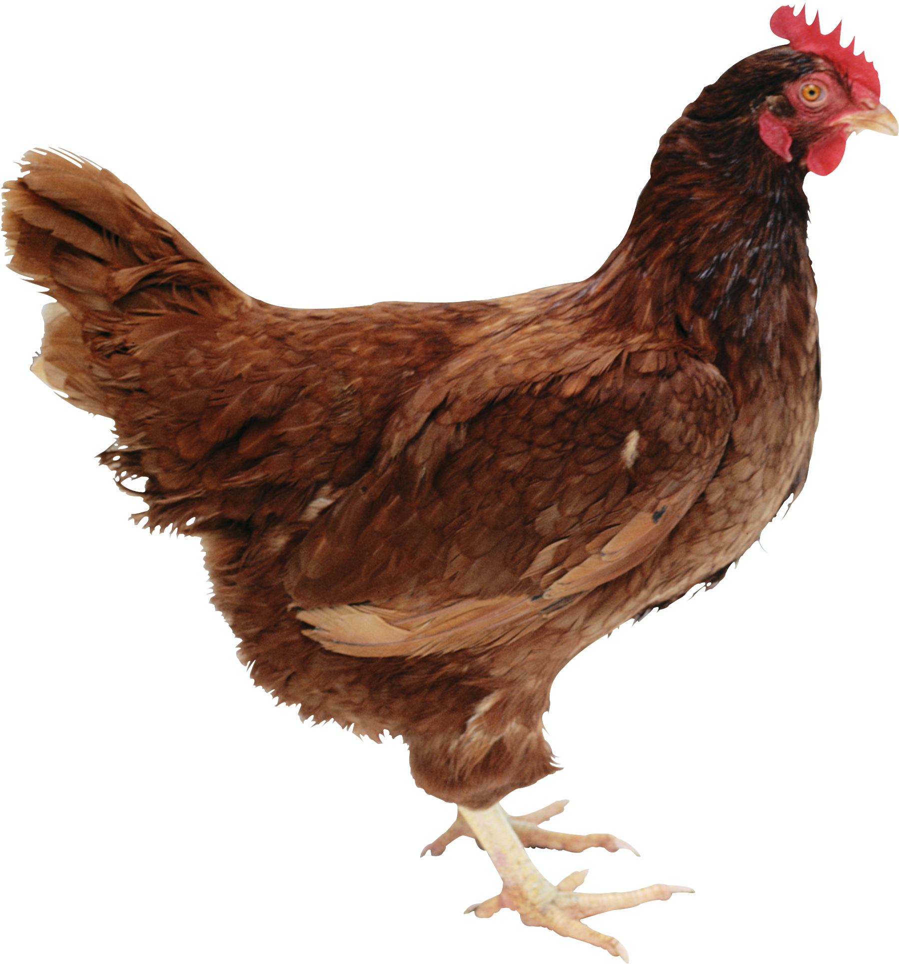 Hen PNG Transparent pngteam.com
