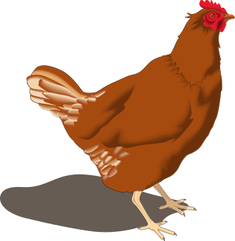 Hen PNG HD and Transparent pngteam.com