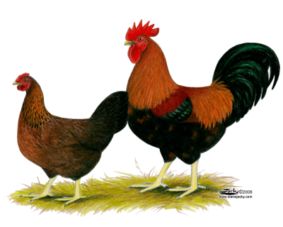 Hen PNG HQ pngteam.com