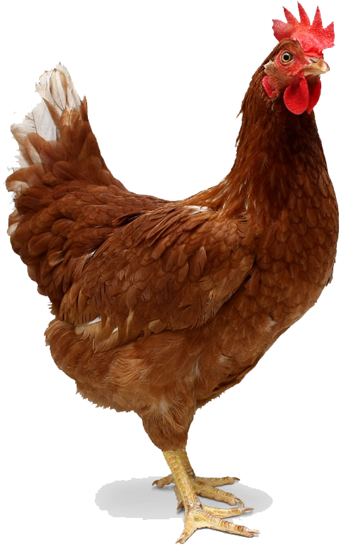 Hen PNG Transparent pngteam.com