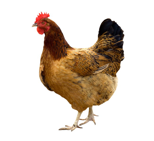 Hen PNG HD File pngteam.com