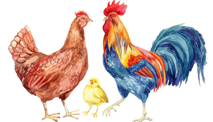 Hen PNG Best Image pngteam.com