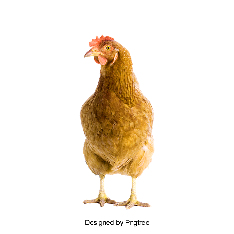 Hen PNG HD pngteam.com