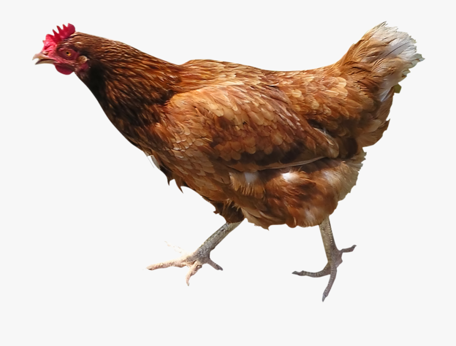Hen PNG HD File pngteam.com