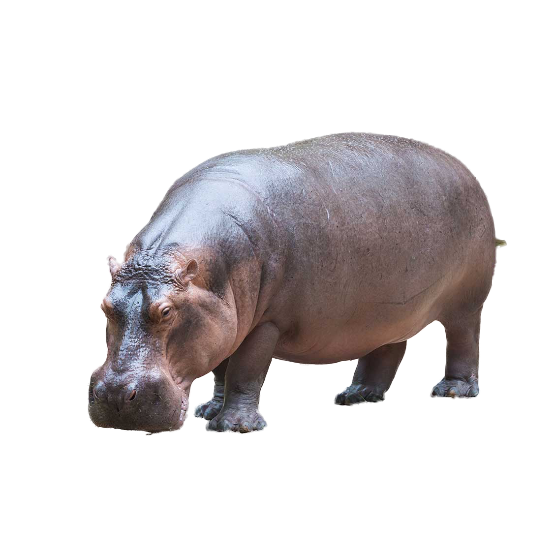 Hippopotamus PNG Picture Transparent