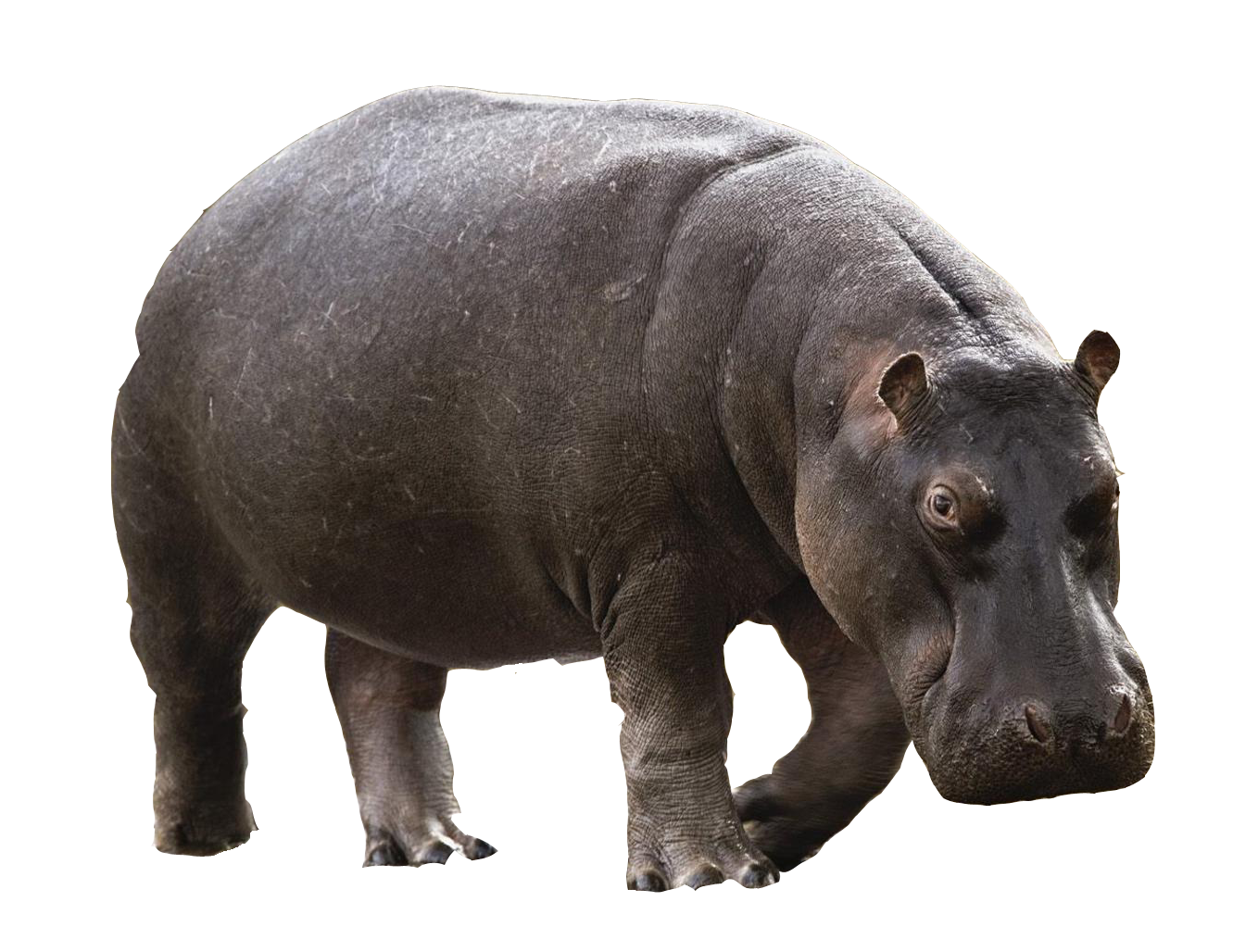 Hippo Transparent PNG HD and HQ Image - Hippopotamus Png