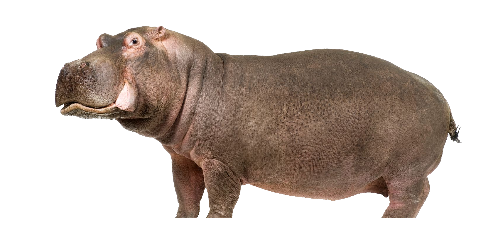 Hippo Looking PNG Image in High Definition Transparent - Hippopotamus Png