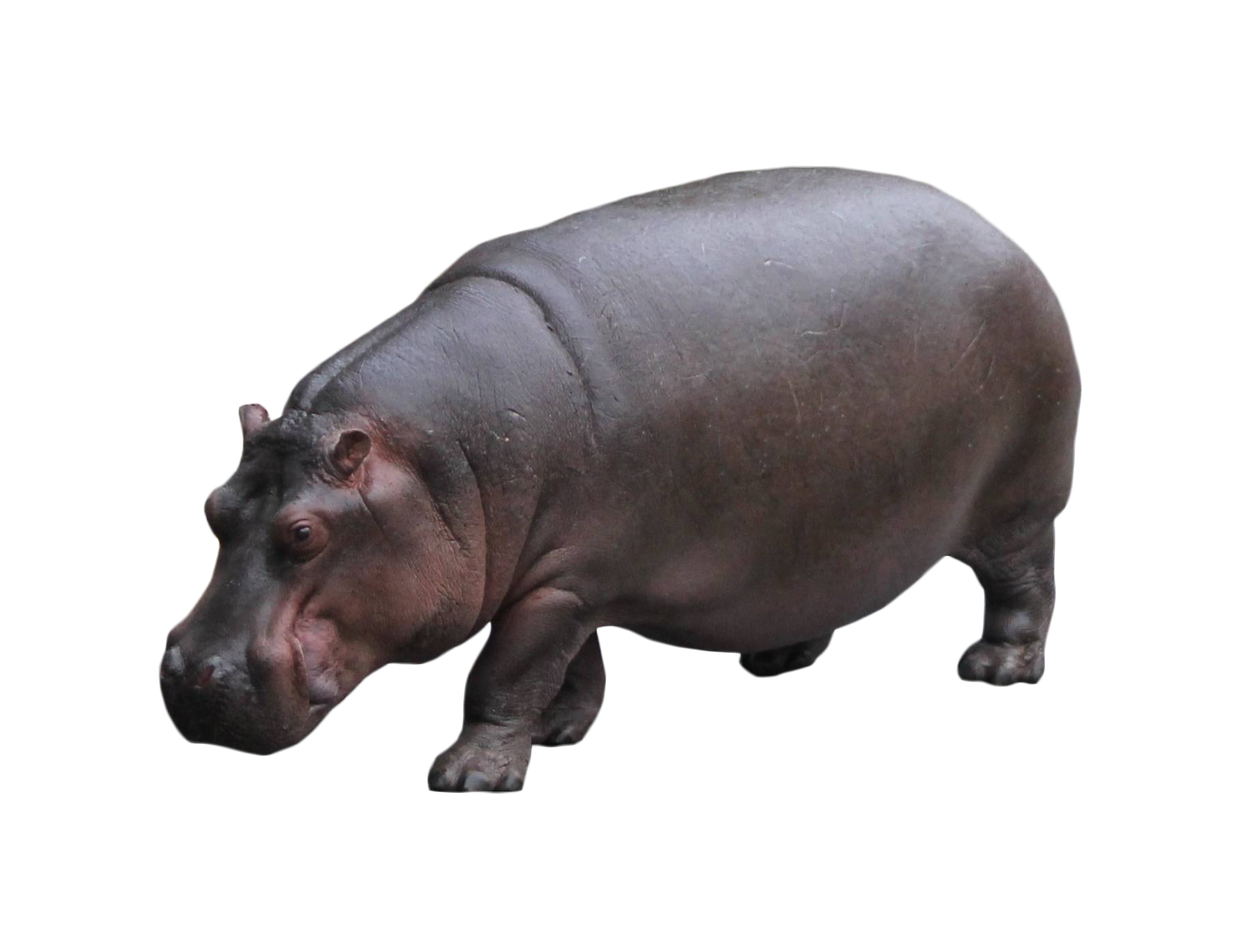 Hippo Standing PNG Transparent - Hippopotamus Png