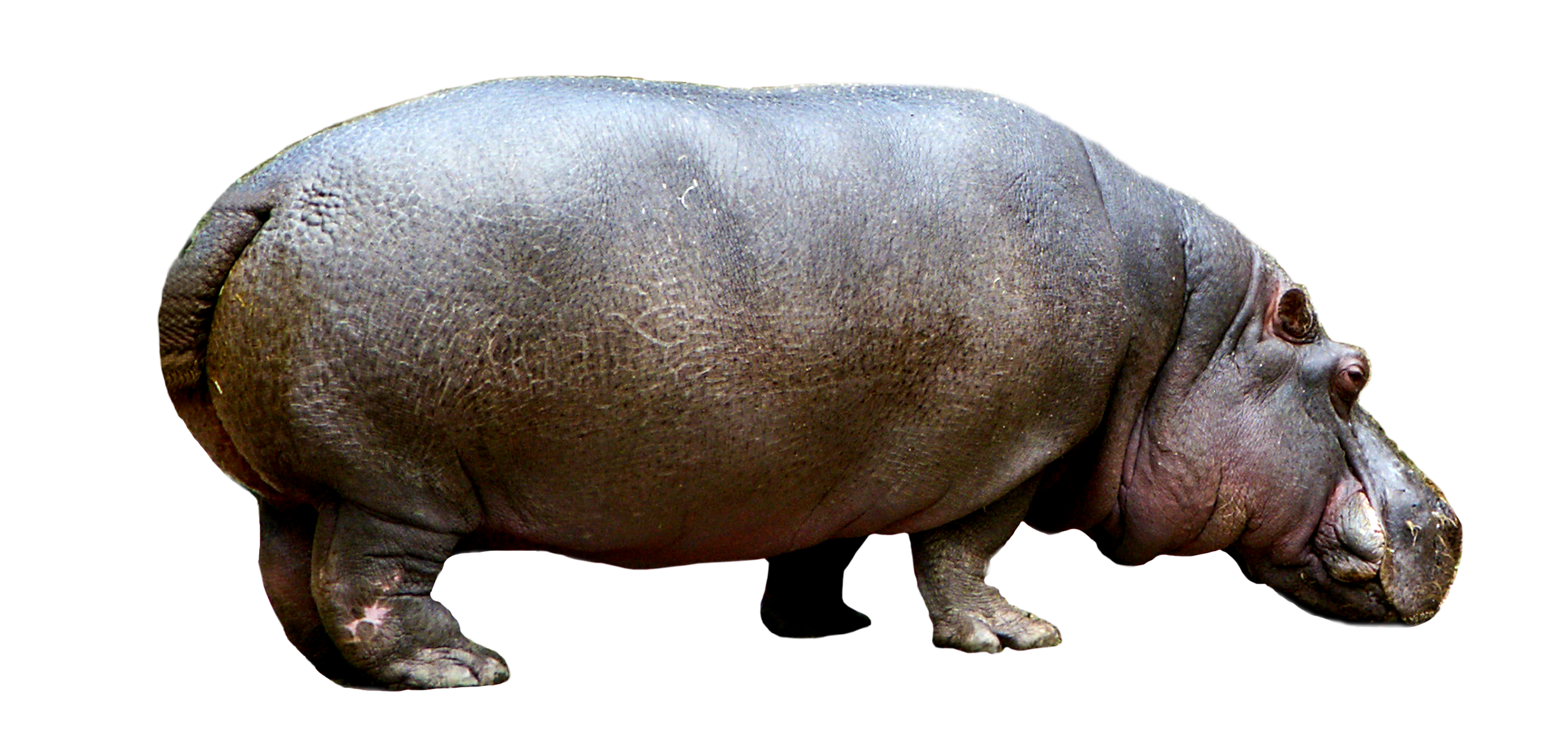 Hippopotamus PNG Transparent - Hippopotamus Png
