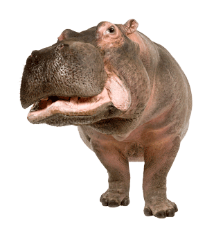 Hippo Face PNG in Transparent - Hippopotamus Png