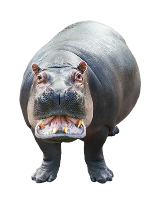 Angry Hippopotamus PNG Best Image Transparent - Hippopotamus Png