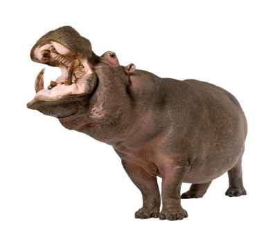 Hippopotamus Hippo PNG in Transparent