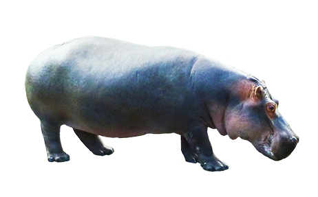 Hippopotamus PNG Picture - Hippopotamus Png