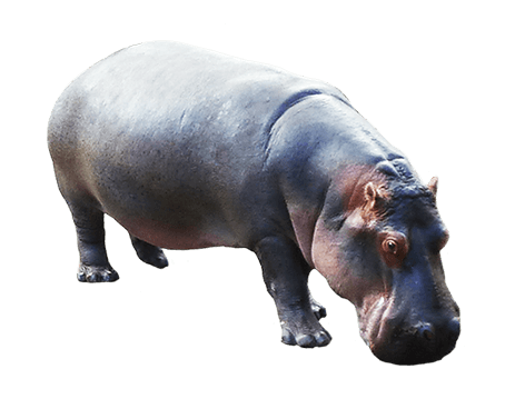Hippo Transparent PNG File pngteam.com