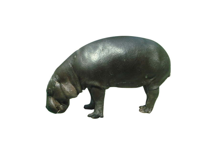 Hippopotamus PNG - Hippopotamus Png