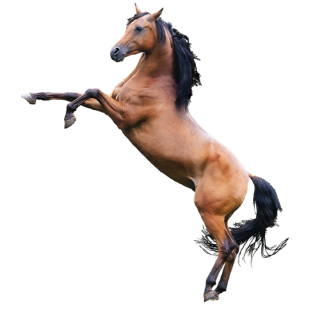 Horse PNG HD Images