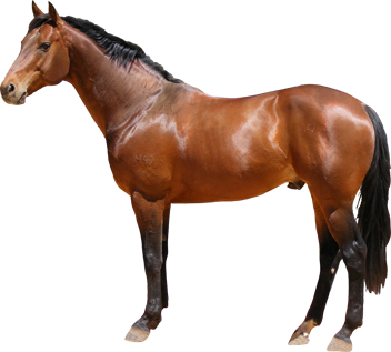 Horse PNG