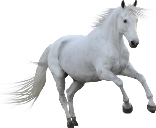 Horse PNG in Transparent