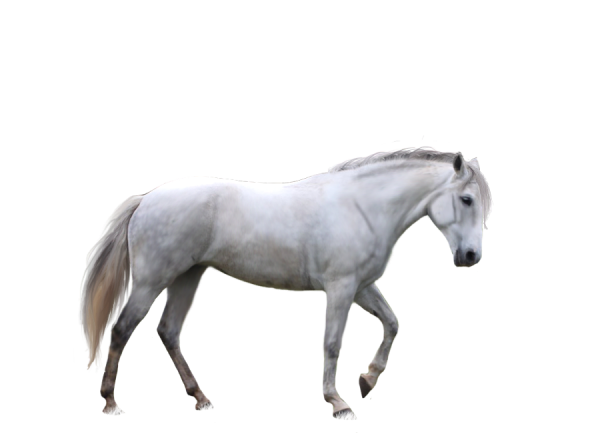 Horse PNG Image in Transparent - Horse Png