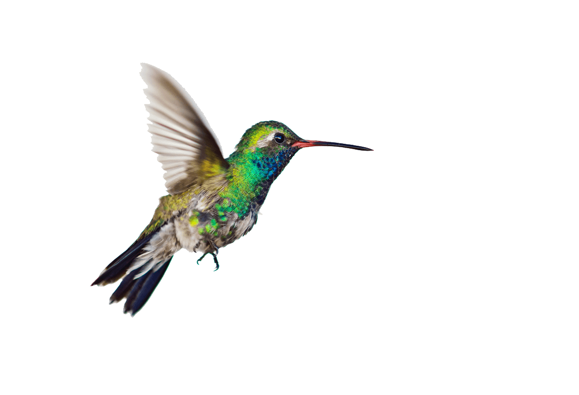 Hummingbird PNG HD - Hummingbird Png